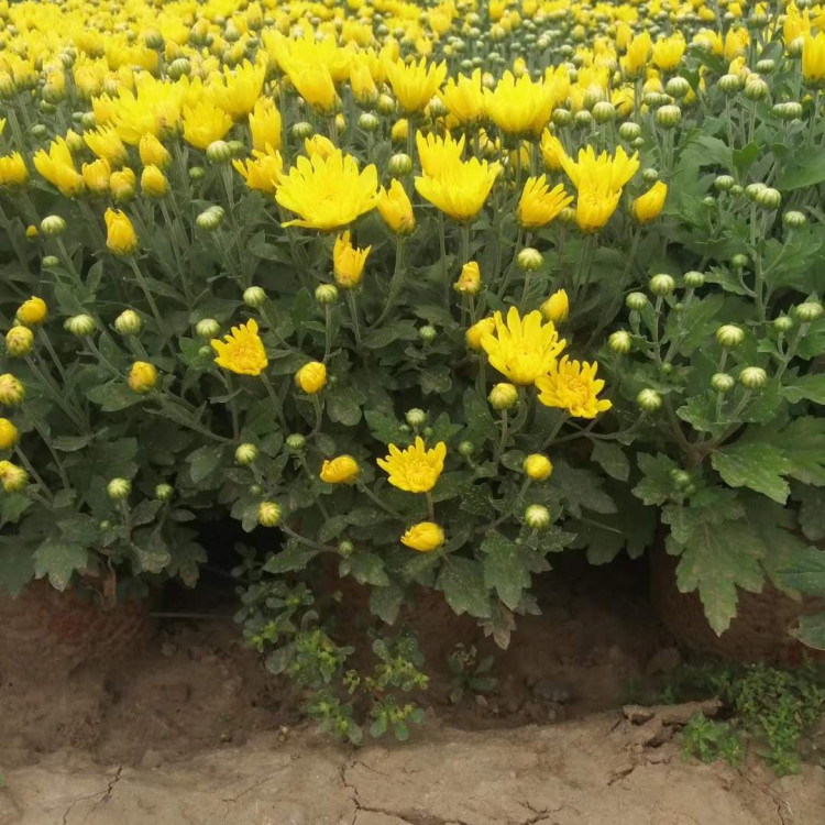 多花色千头菊小苗价格 基地直发多花色千头菊小苗 观赏价值高
