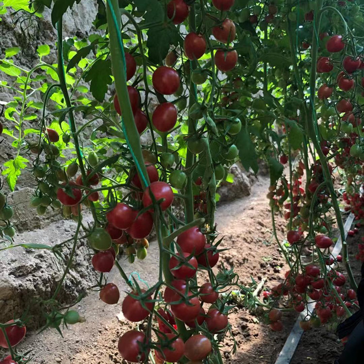 寿光供应口感小番茄    口感小番茄口感好产量高