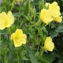 宁夏美丽月见草供应 花海花卉美丽月见草 