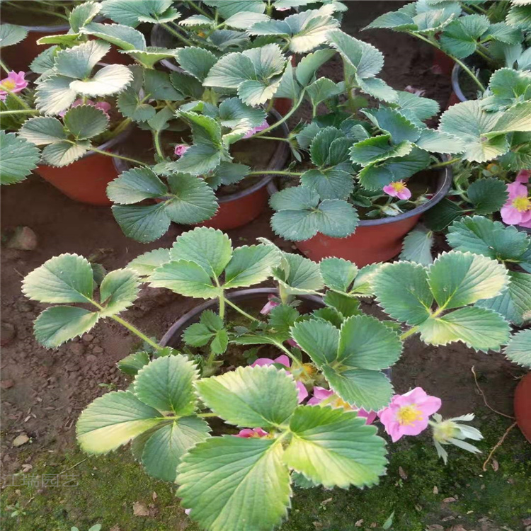 草莓种植基地 红花草莓批发 白花绿化草莓价格 江瑞直销