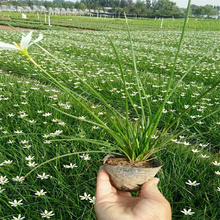 葱兰种植基地 新疆葱兰批发 全国配送 欢迎选购