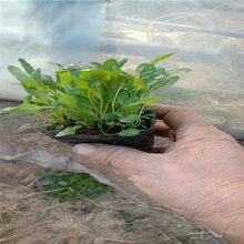 新疆美丽月见草销售 花园花卉美丽月见草批发基地 江瑞