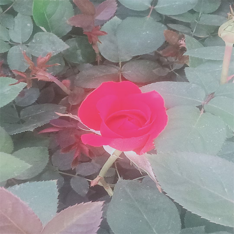 大花月季 宁夏大花月季有售 江瑞月季基地直销