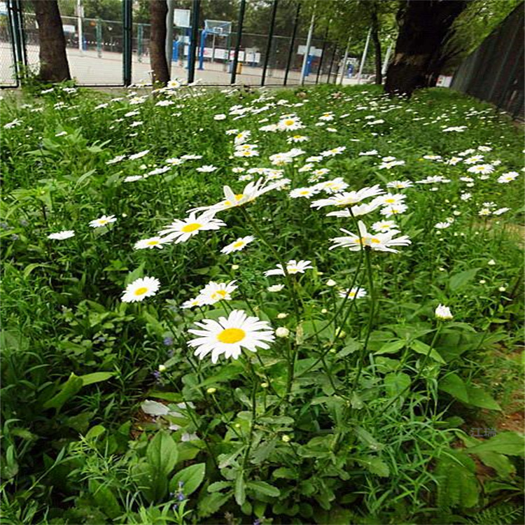 乌鲁木齐大滨菊产地批发 公园绿化大滨菊 江瑞