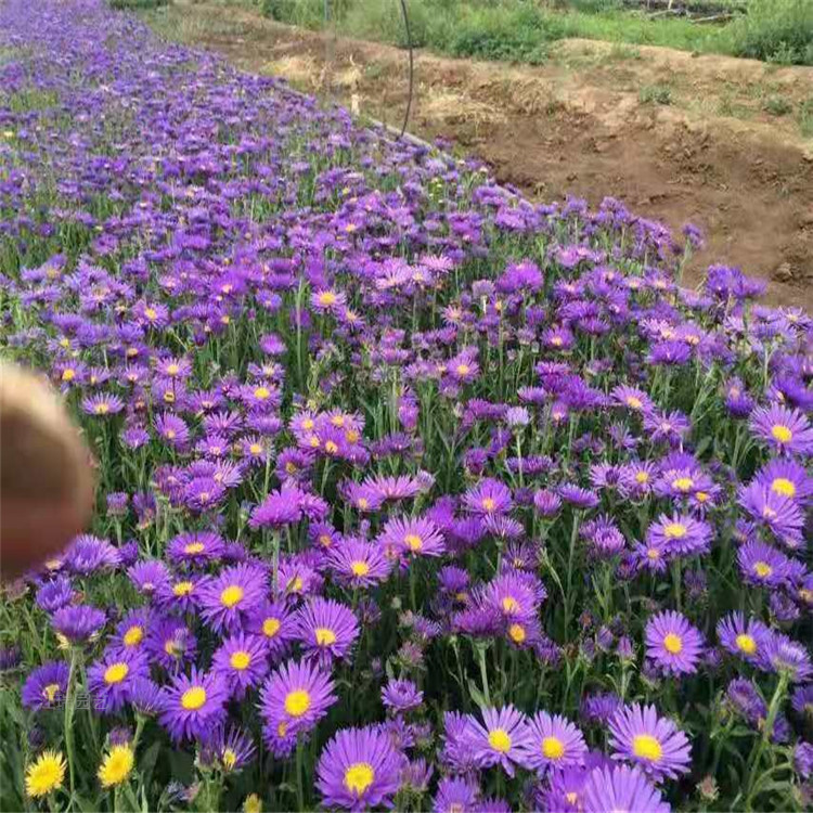 北京紫菀种植基地 紫菀价格 全国配送