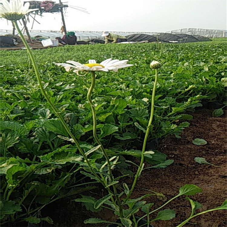 西藏大滨菊精选厂家 花境花卉大滨菊批发 全国配送