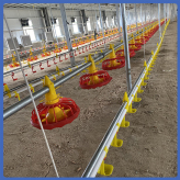 养殖场水线设备 自动化养殖水线 平养系统