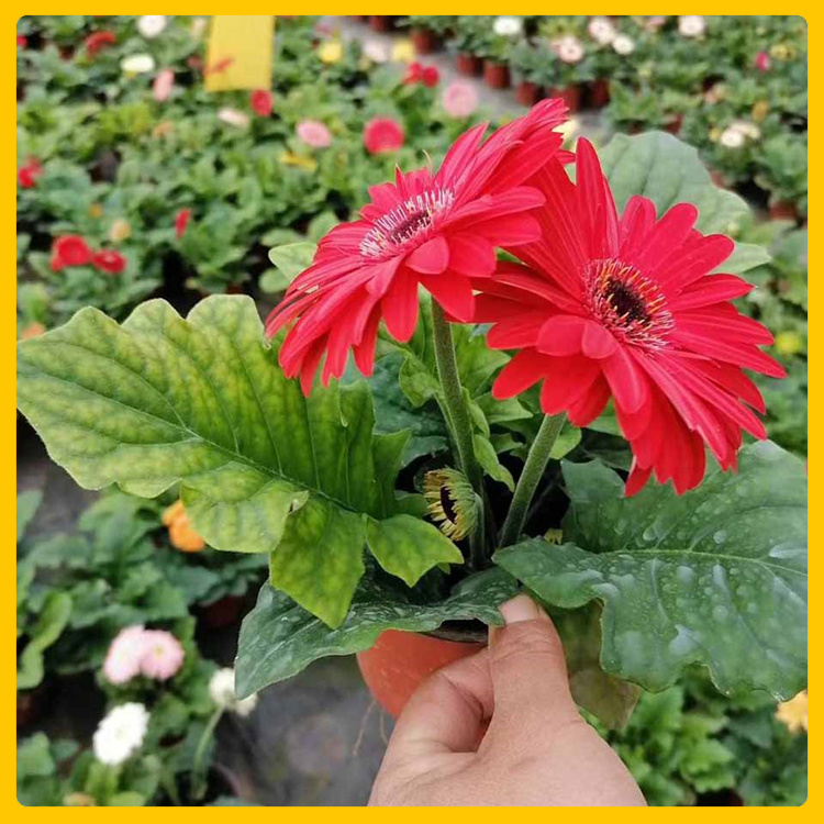 草坪边缘装饰非洲菊  非洲菊小苗基地  花色艳丽
