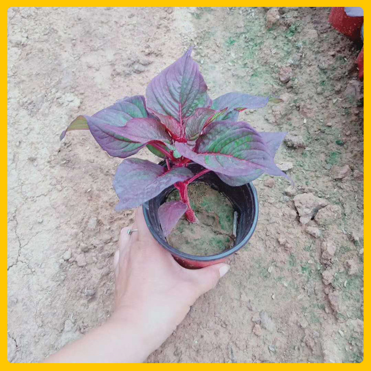 火焰彩叶草  彩叶草供应  观赏性好