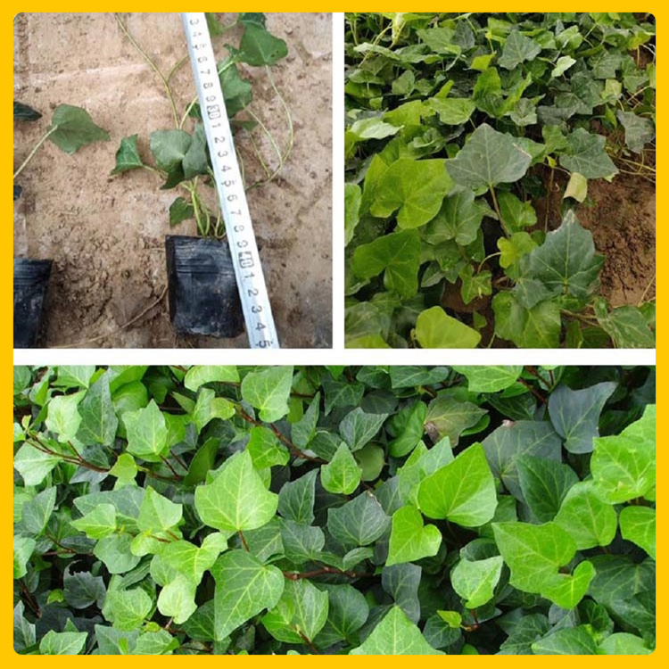 供应攀援植物常青藤 花叶常青藤 常青藤批发基地