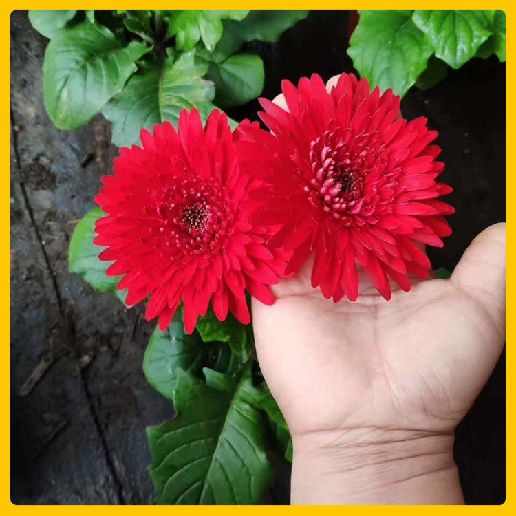 厅堂装饰非洲菊  非洲菊供货商  花色艳丽