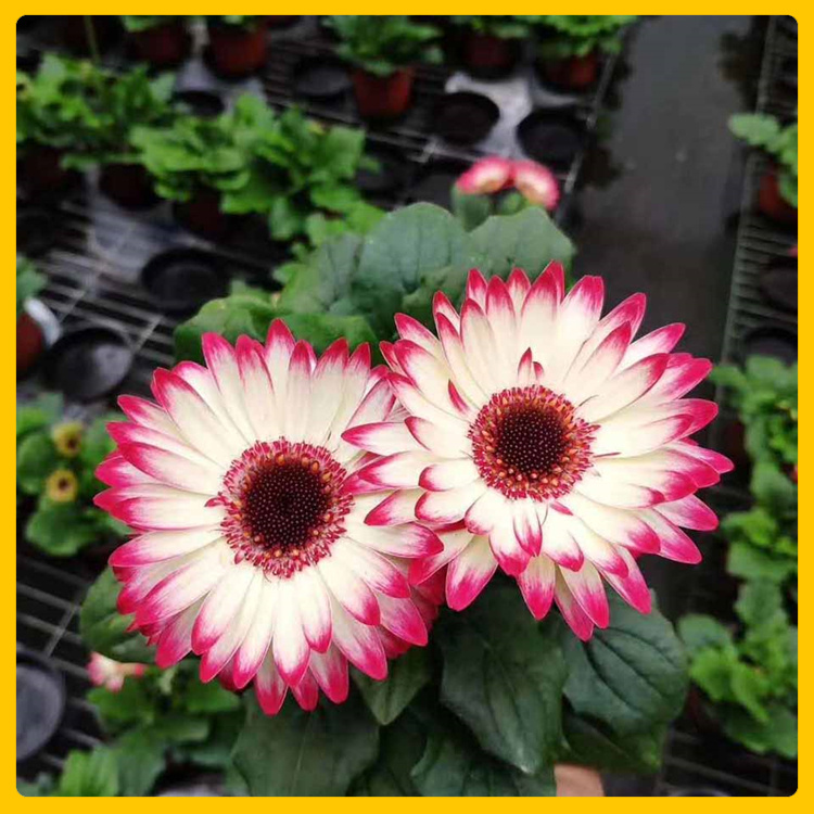 厅堂装饰非洲菊  非洲菊小苗基地  时令草花