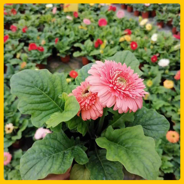 庭院种植非洲菊  青州非洲菊批发  时令草花