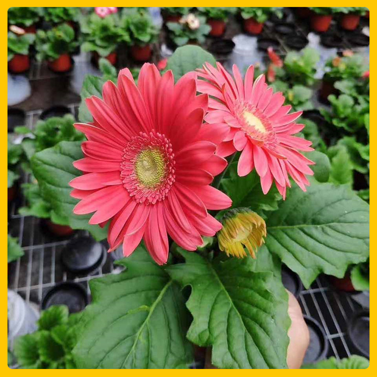 草坪边缘装饰非洲菊  非洲菊供货商  色泽艳丽
