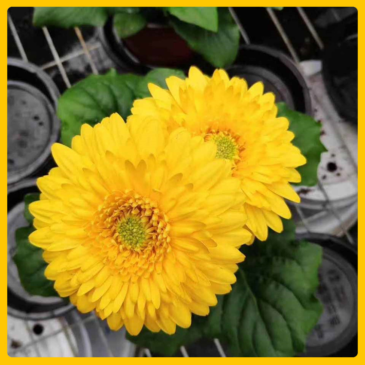 草坪边缘装饰非洲菊  非洲菊小苗基地  色泽艳丽