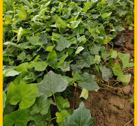 攀爬植物常青藤价格 花叶常青藤价格 常青藤报价优惠