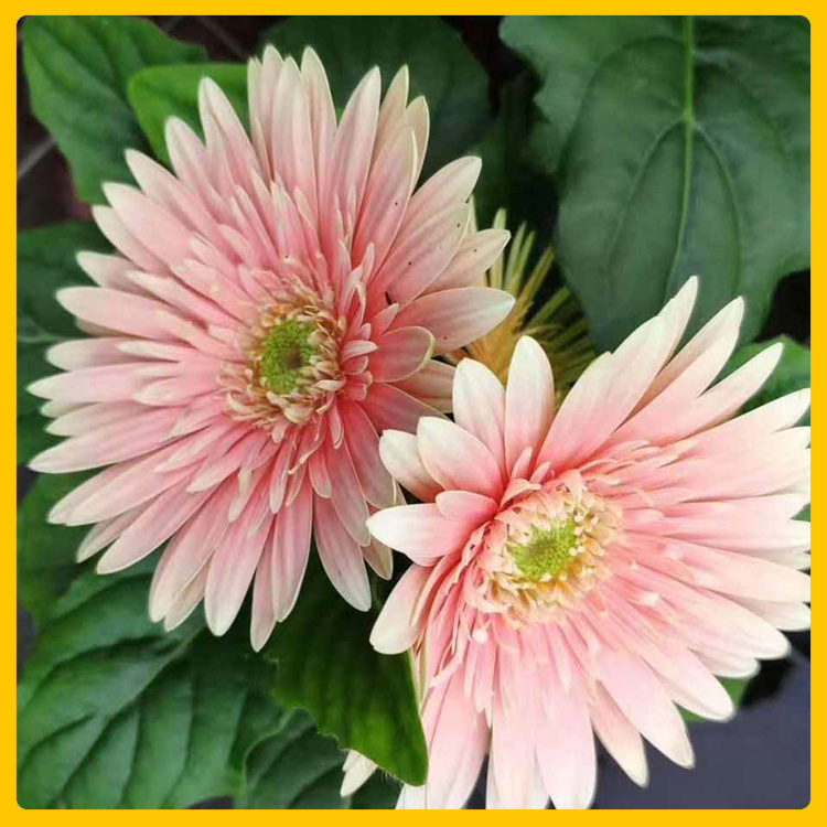 草坪边缘装饰非洲菊  出售非洲菊  风韵秀美