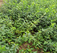 街道绿化连翘树 连翘小苗价格 基地常年批发