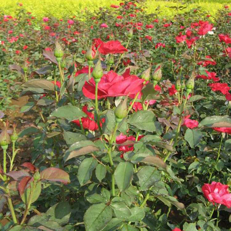 大花月季扎子批发 批发大花月季 夏杰花卉 小区草花