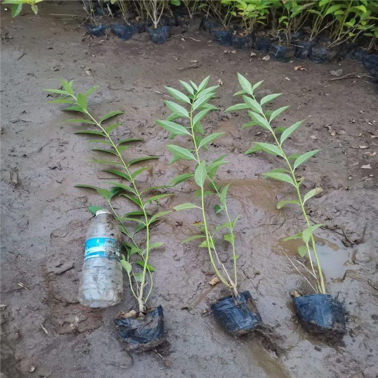 连翘苗木种植基地 批发工程绿化连翘苗