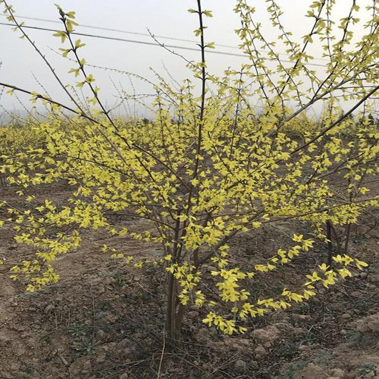 80公分连翘苗价格 基地连翘苗批发 十一草花