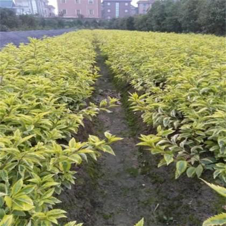 街道绿化连翘树 常年供应连翘树苗 广场花卉摆放