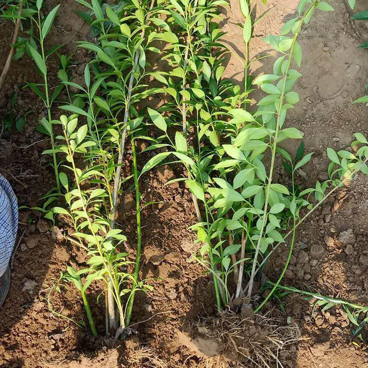 丛生连翘种植基地 连翘树苗种植 夏杰花卉 广场组摆设计施工