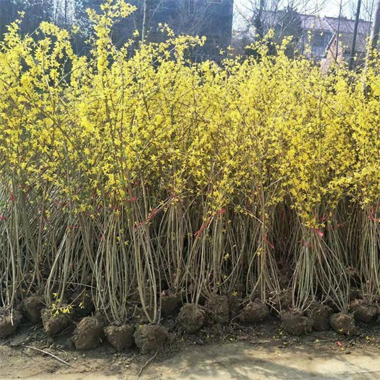 连翘绿篱用苗 批发连翘工程苗 基地常年批发