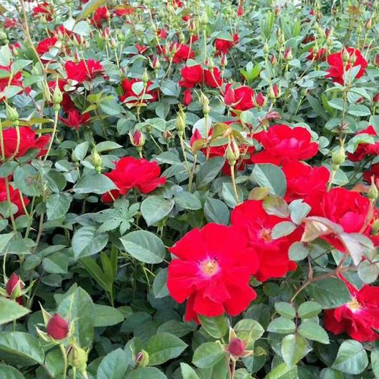月季基地大量种植 大花月季苗出售 夏杰花卉 广场花卉摆放