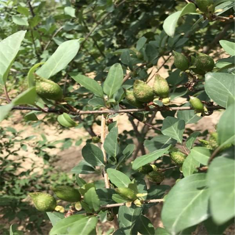 连翘绿篱用苗 批发连翘工程苗 夏杰花卉 广场组摆设计施工