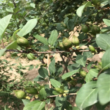 连翘绿篱用苗 批发连翘工程苗 夏杰花卉 广场组摆设计施工