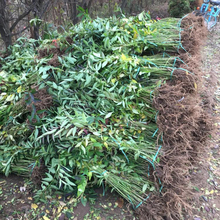 连翘苗木种植基地 连翘苗产地批发 园林绿化用