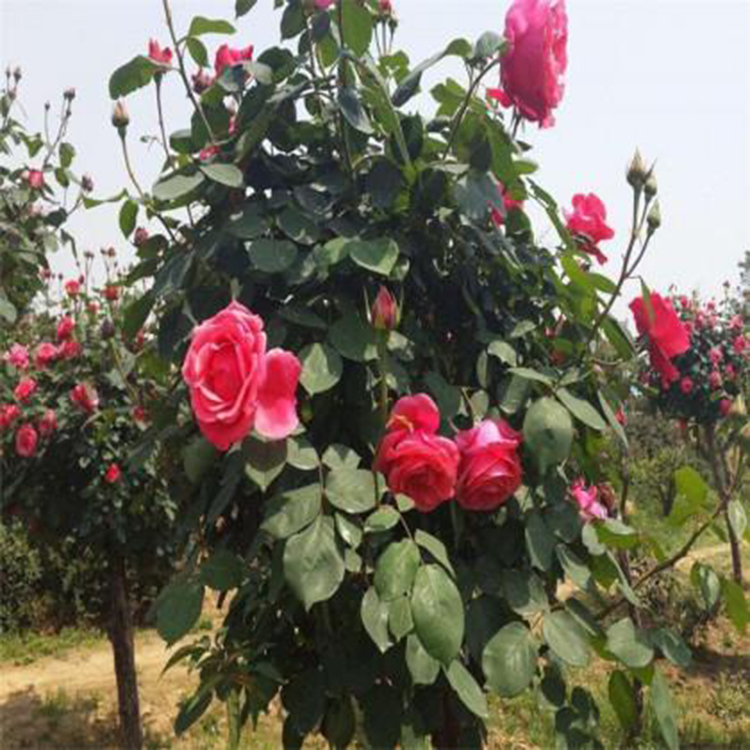 月季基地大量种植 大花月季批发 基地种植