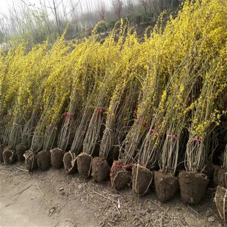 批发基地地址连翘 连翘苗易成活 基地种植