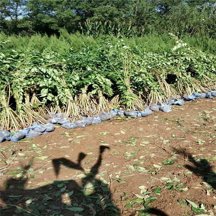 连翘苗木种植基地 常年供应连翘树苗 夏杰花卉 基地常年批发
