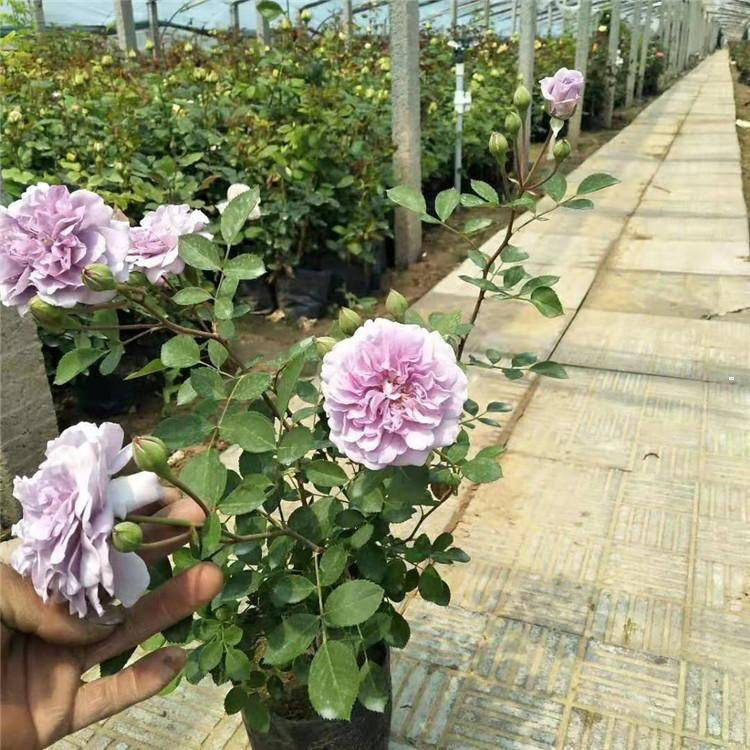 大花月季苗圃供应 大量供应多色大花月季 夏杰花卉 苗圃直发