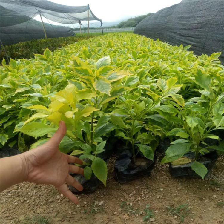 基地批发连翘 苗圃连翘种植基地量大价低 大量供应