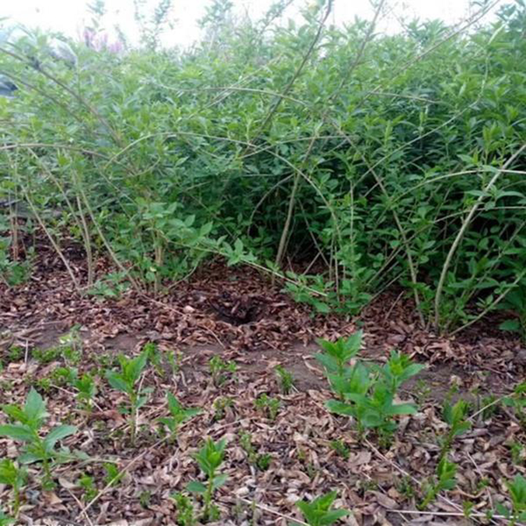 连翘绿篱用苗 连翘树苗种植 夏杰花卉 大量供应