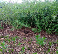 连翘绿篱用苗 连翘树苗种植 夏杰花卉 大量供应
