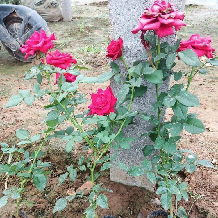 新品种月季 盆栽月季苗 节日草花