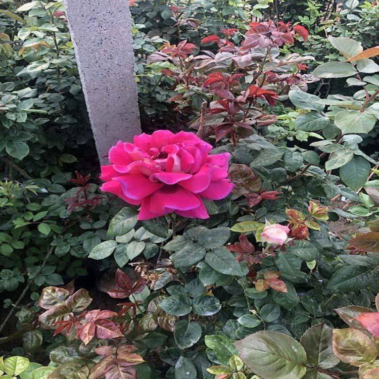 风花月季种苗 造型月季 广场组摆设计施工