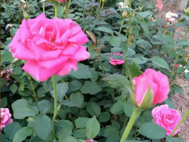 月季价格多色大花月季大花月季苗价格夏杰花卉十一草花 卓采汇 月季价格多色大花月季大花月季苗价格夏杰花卉十一草花 卓采汇