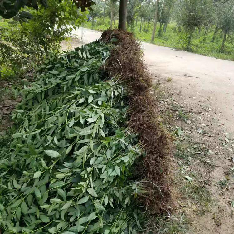 连翘苗量大质优 金边连翘小苗 绿化用