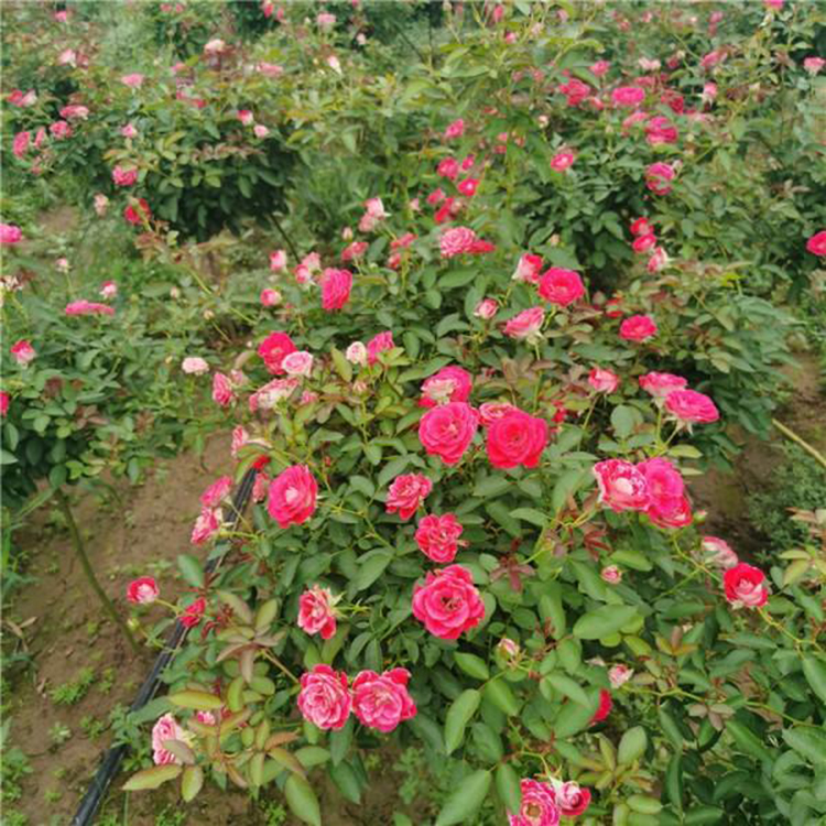 大花月季种植基地 盆栽月季价格 广场组摆设计施工