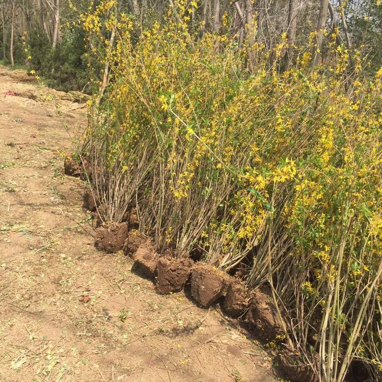 批发基地地址连翘 基地连翘苗批发 五一草花