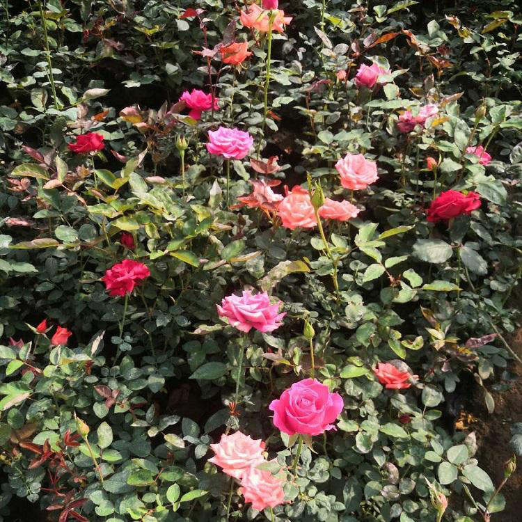 大花月季种植基地 大花月季苗价格 基地常年批发