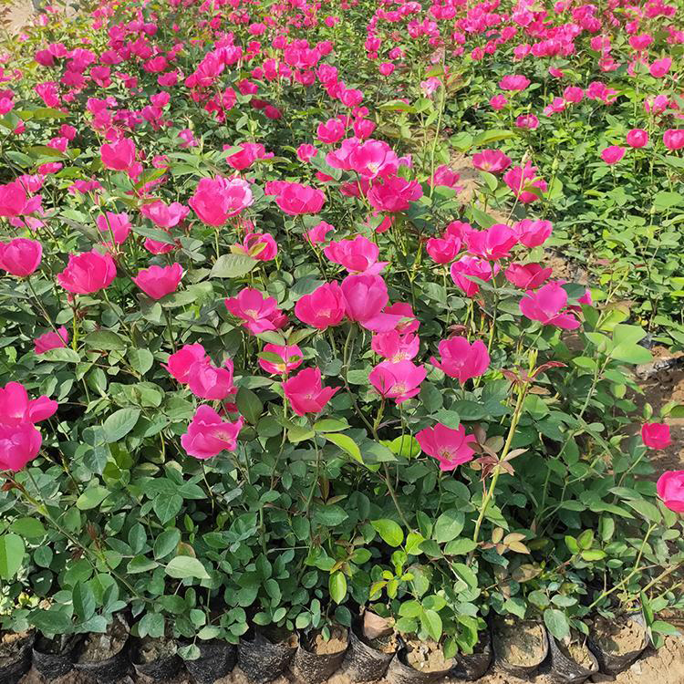 月季小苗批发 大花月季基地 绿化用