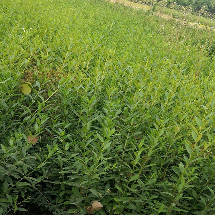 丛生连翘种植基地 黄连翘苗批发 夏杰花卉 大量供应