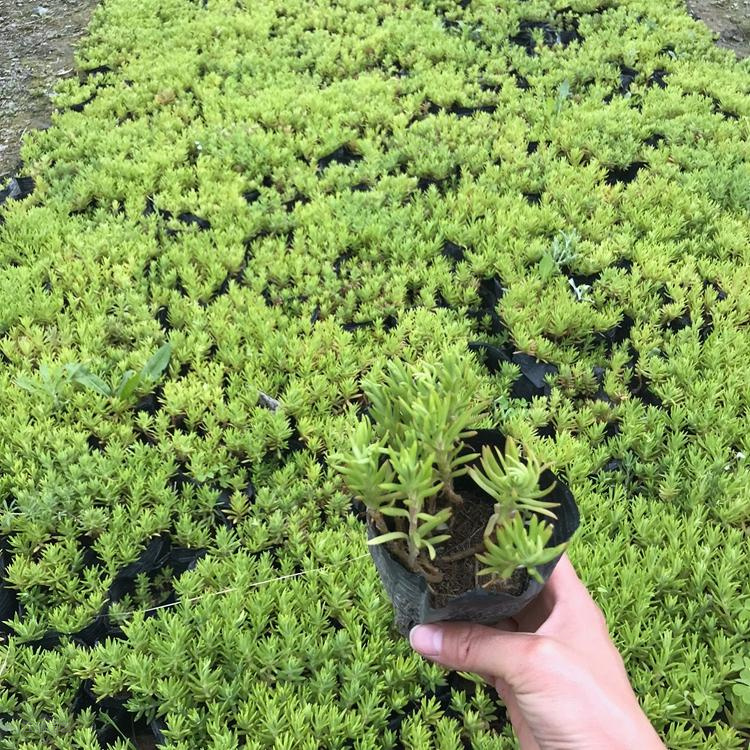 西宁金叶佛甲草批发 绿叶佛甲草造型设计 江瑞花卉 