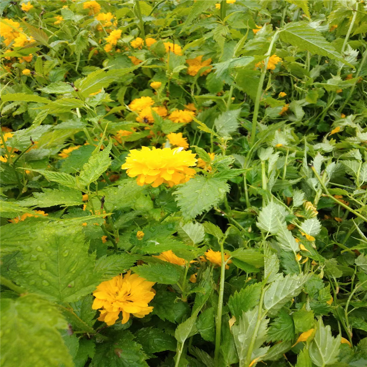 棣棠 青海棣棠种植基地 江瑞棣棠直销